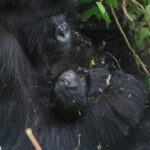 Congolese press review on the Oakland Report on the Washington Agreement