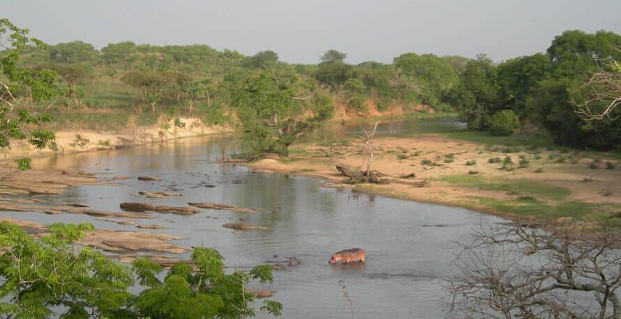 Environment: 24 rhinos introduced into Garamba National Park