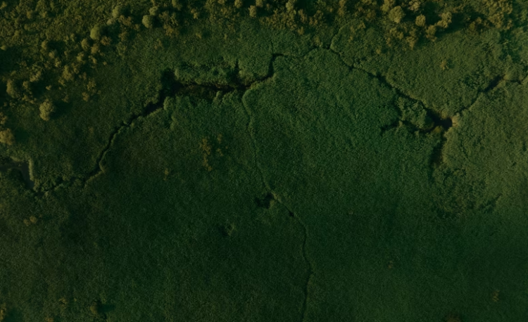 The Congo Basin: The Lungs of the World