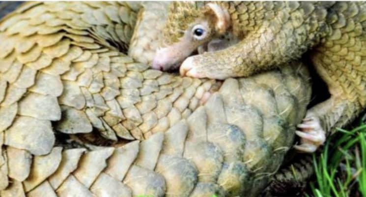 DRC: Civil society warns of pangolin poaching in the Itombwe Nature Reserve