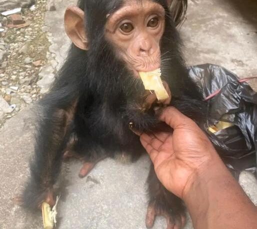 DRC: Baby chimpanzee seized from a rucksack in Kisangani