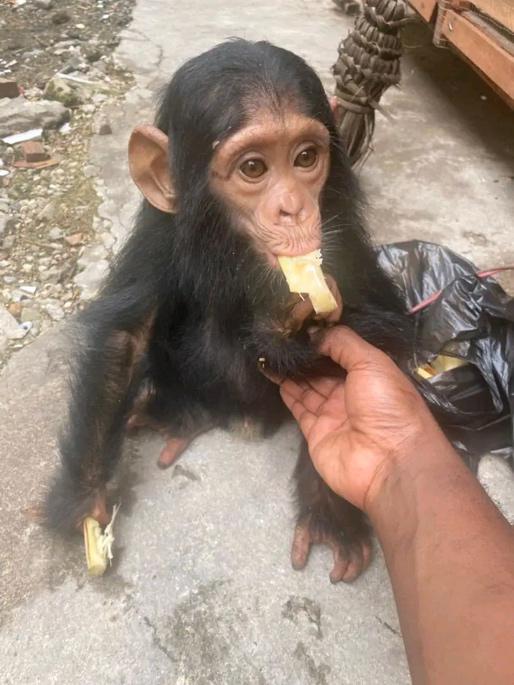 DRC: Baby chimpanzee seized from a rucksack in Kisangani