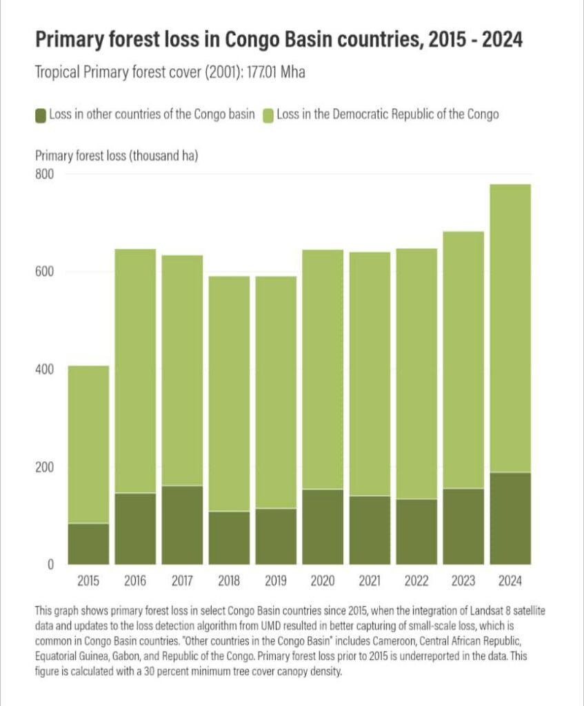 Africa: deforestation on the rise, with the DRC at the heart of forest loss
