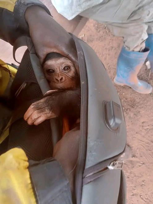 DRC: Baby chimpanzee seized from a rucksack in Kisangani