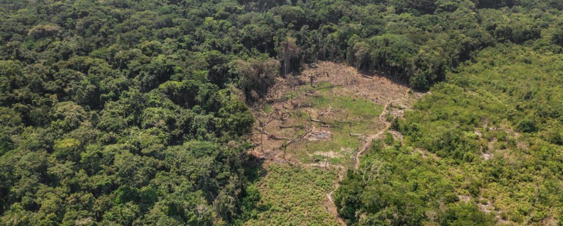 Africa: deforestation on the rise, with the DRC at the heart of forest loss