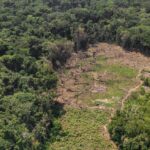 Africa: deforestation on the rise, with the DRC at the heart of forest loss