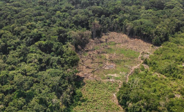 Africa: deforestation on the rise, with the DRC at the heart of forest loss