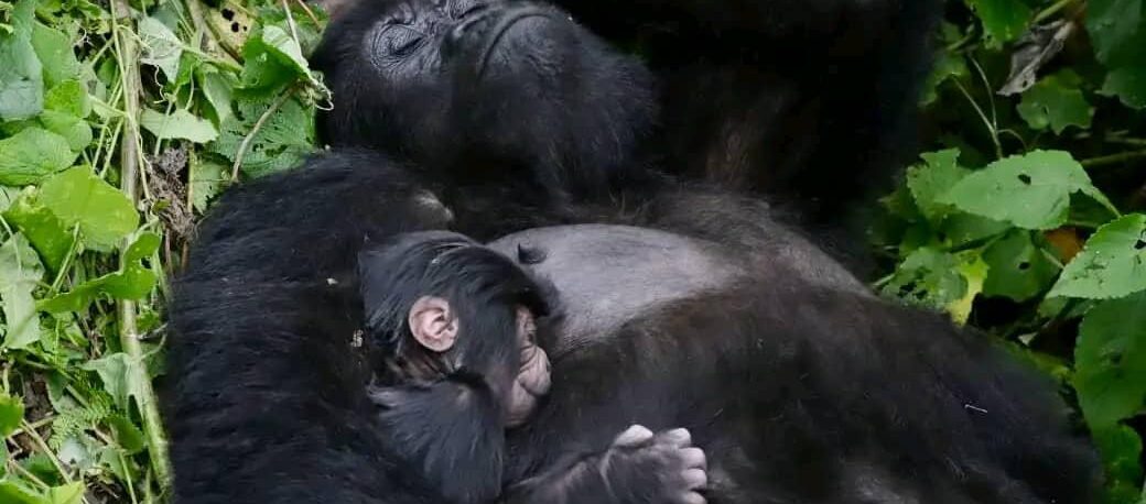 DR Congo: Gorillas give birth in Virunga National Park despite the ongoing crisis