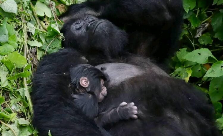 DR Congo: Gorillas give birth in Virunga National Park despite the ongoing crisis