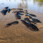 DRC: At Lake Edward, the birth of 153 hippos revives hopes of a slow recovery
