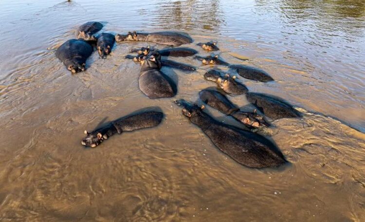 DRC: At Lake Edward, the birth of 153 hippos revives hopes of a slow recovery