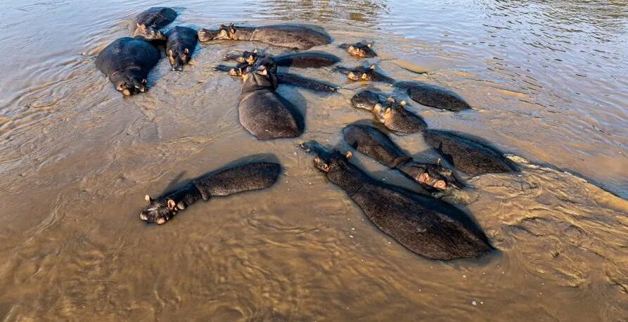 DRC: At Lake Edward, the birth of 153 hippos revives hopes of a slow recovery
