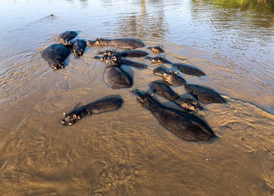 DRC: At Lake Edward, the birth of 153 hippos revives hopes of a slow recovery