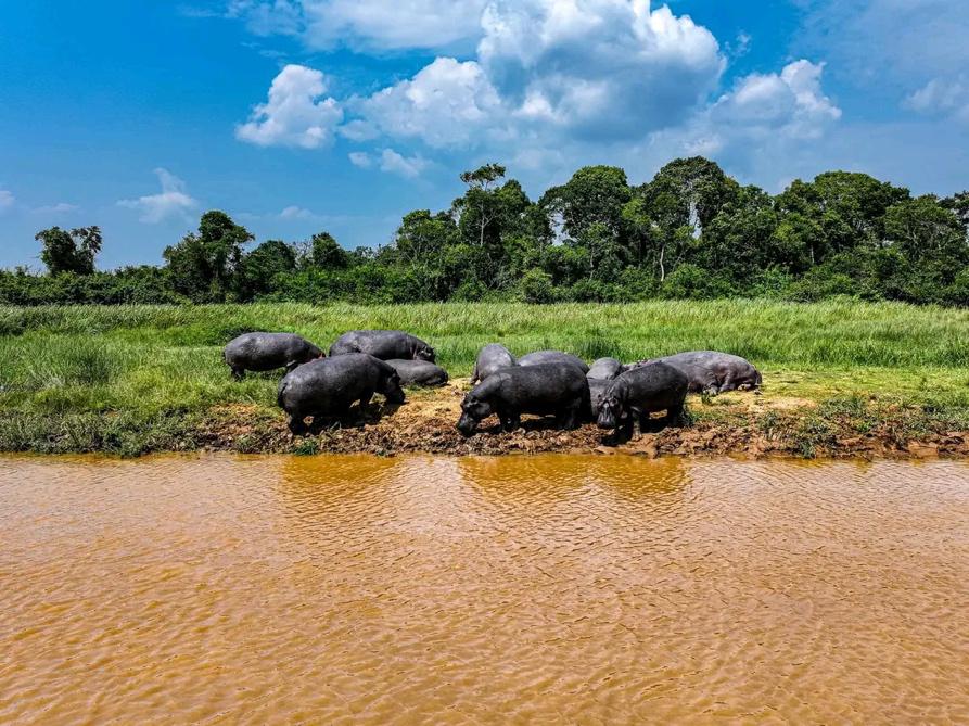 DRC: At Lake Edward, the birth of 153 hippos revives hopes of a slow recovery
