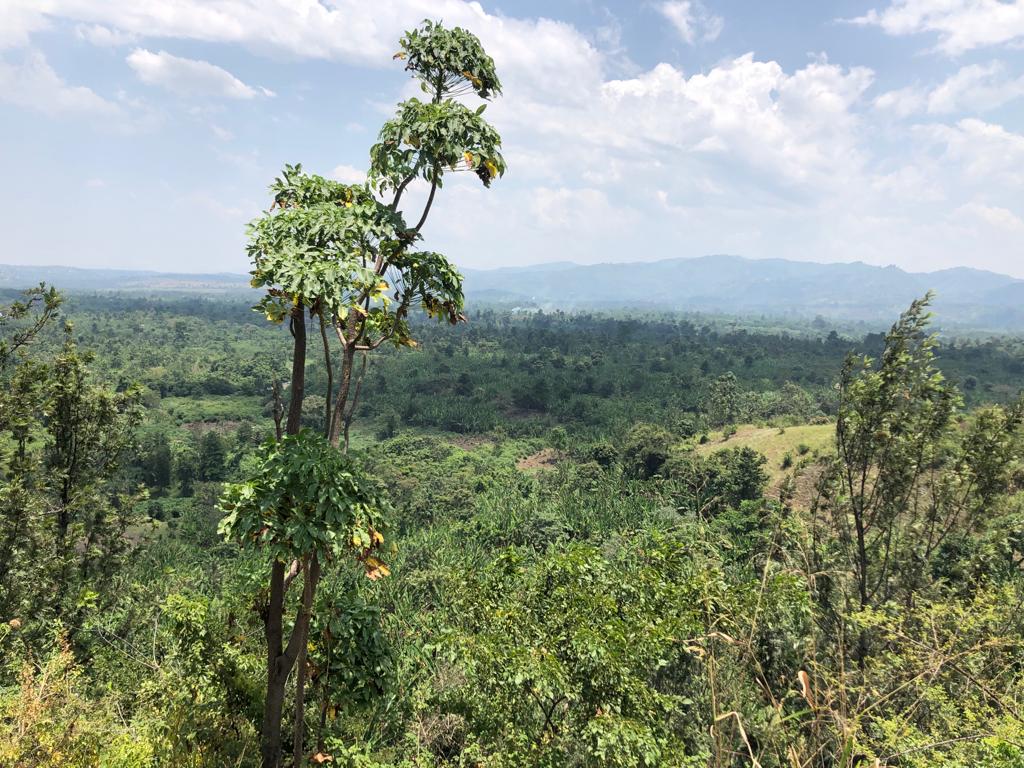 DRC: Resurgence of looting reported in the vicinity of Mabenga