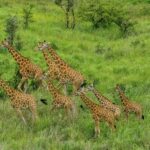 DRC: Kordofan giraffe population has increased fivefold in fourteen years in Garamba National Park