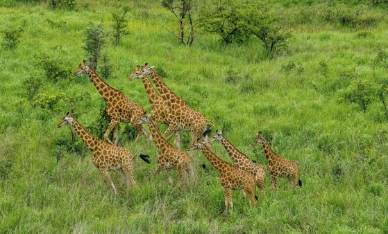DRC: Kordofan giraffe population has increased fivefold in fourteen years in Garamba National Park