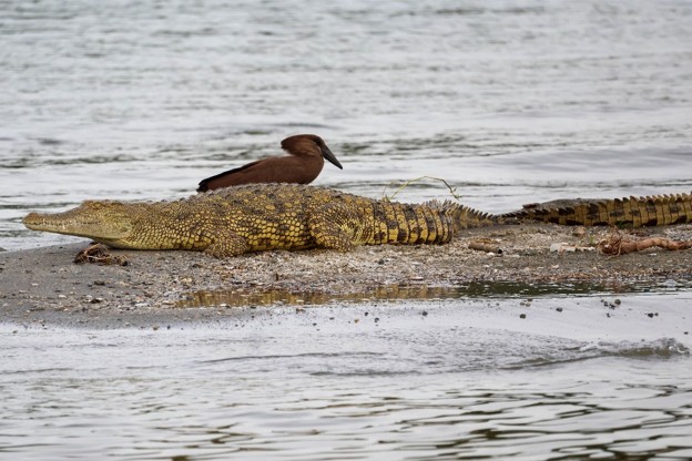 DRC: Ishango Beach Under Threat Of Disappearing