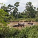 DRC: Murders, threats and legal proceedings against environmental and land rights activists are on the rise