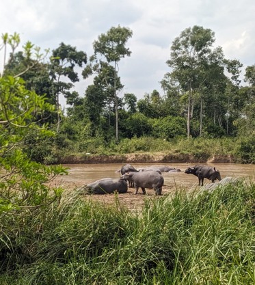 DRC: Murders, threats and legal proceedings against environmental and land rights activists are on the rise