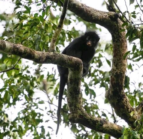 DRC: A New Species Of Monkey Discovered In Lomami National Park, But Already Under Threat