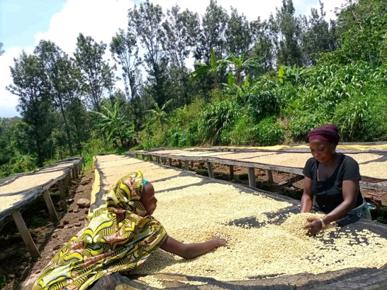 How to Restore Degraded Coffee Plantations Through the Implementation of Integrated Management Systems – Studies